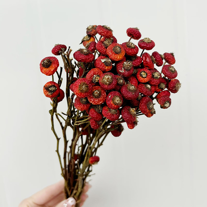 10pcs/Bunch Dried Rose Hip Ber - Dried Flower Bouquet recension och pris
