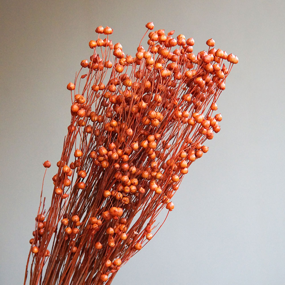 35g/Preserved Ormosia Hosiei N - Dried Flower Bouquet recension och pris