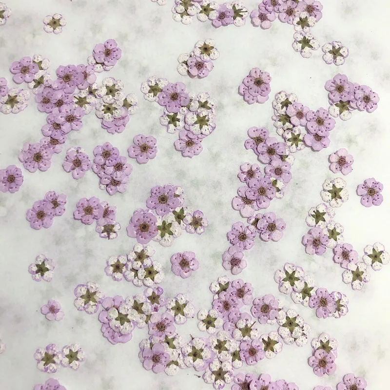 Pressed Mini Narcissus Dried F - Dried Flower Bouquet recension och pris