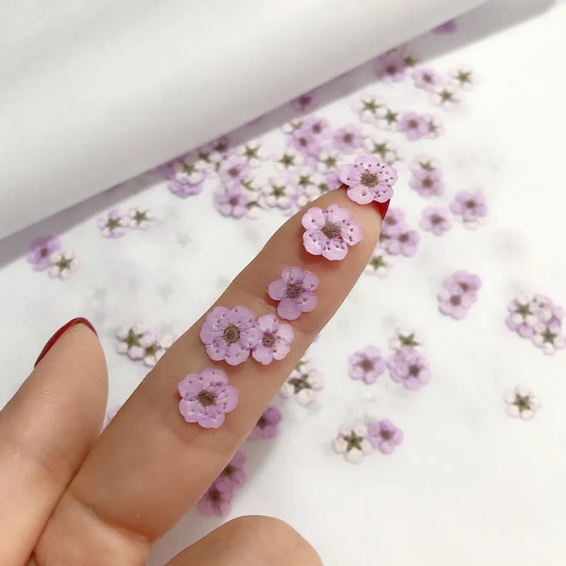 Pressed Mini Narcissus Dried F - Dried Flower Bouquet recension och pris