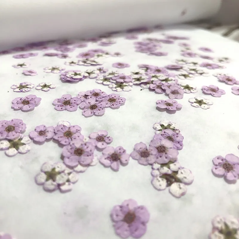 Pressed Mini Narcissus Dried F - Dried Flower Bouquet recension och pris