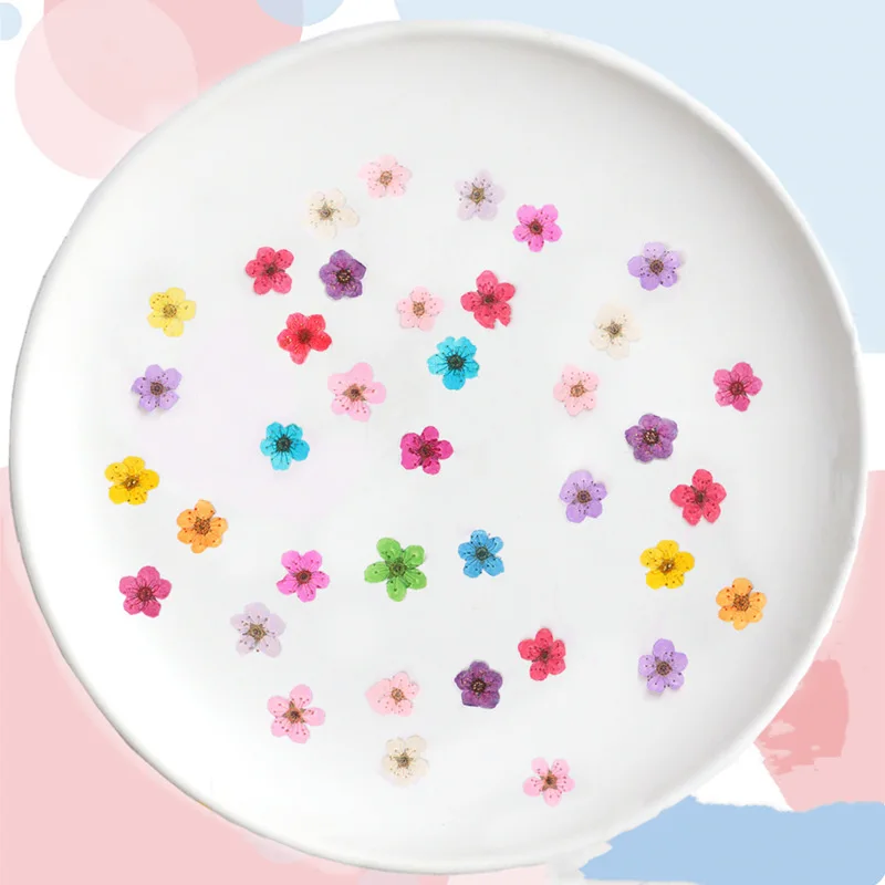 Pressed Mini Narcissus Dried F - Dried Flower Bouquet recension och pris