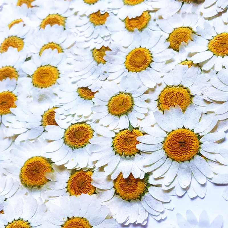 100Pcs Natural White Crystal C - Dried Flower Bouquet recension och pris