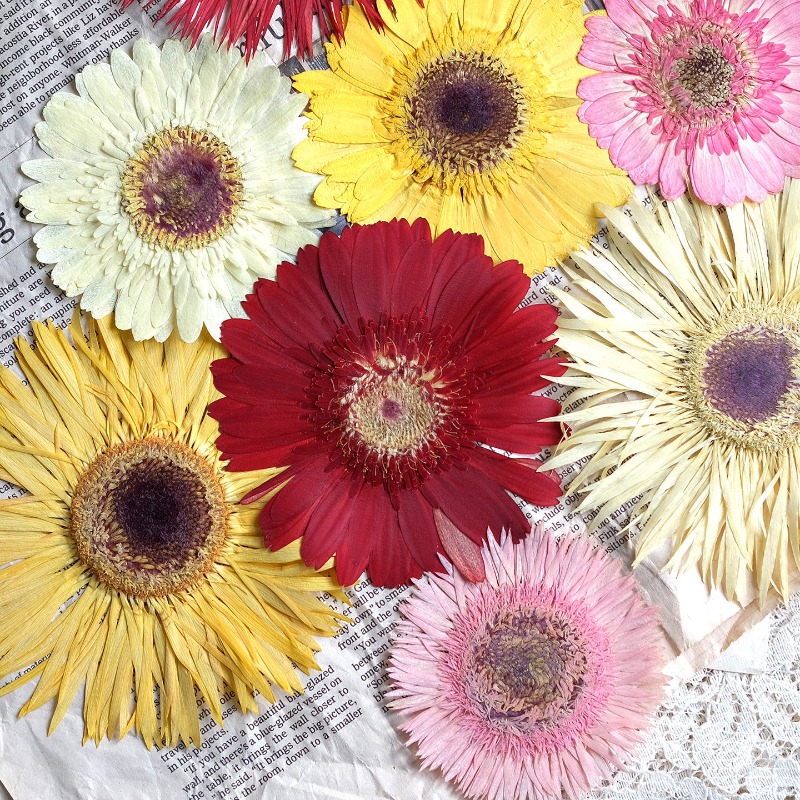 1pcs/7-9cm,Pressed Gerbera Dri - Dried Flower Bouquet recension och pris