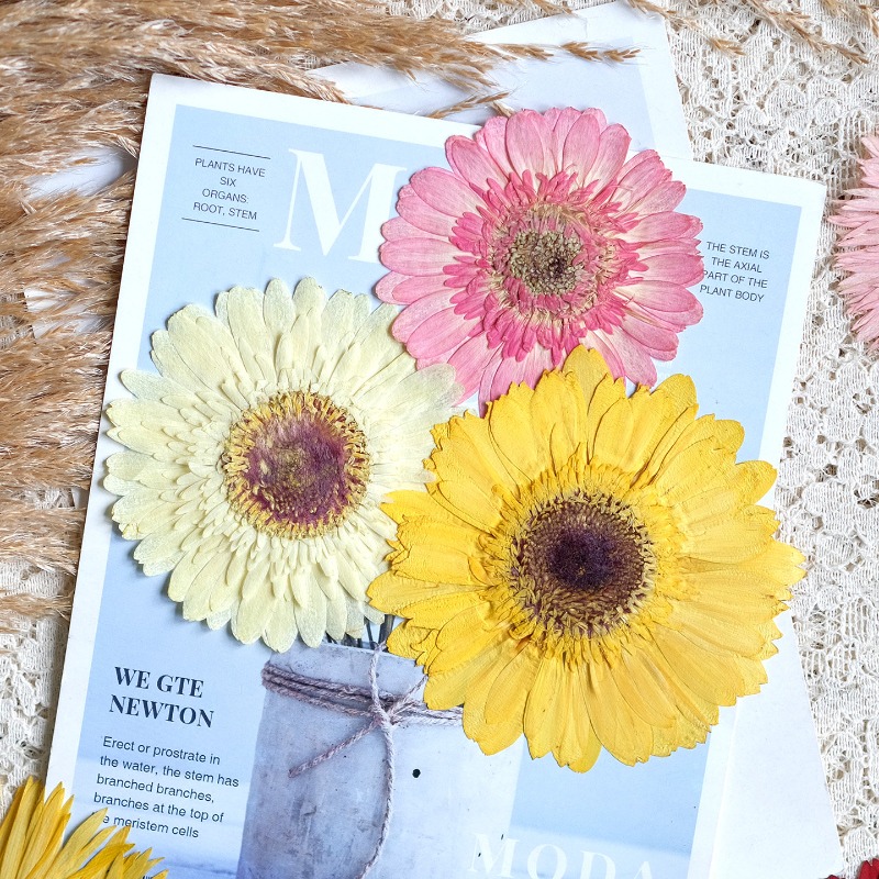 1pcs/7-9cm,Pressed Gerbera Dri - Dried Flower Bouquet recension och pris