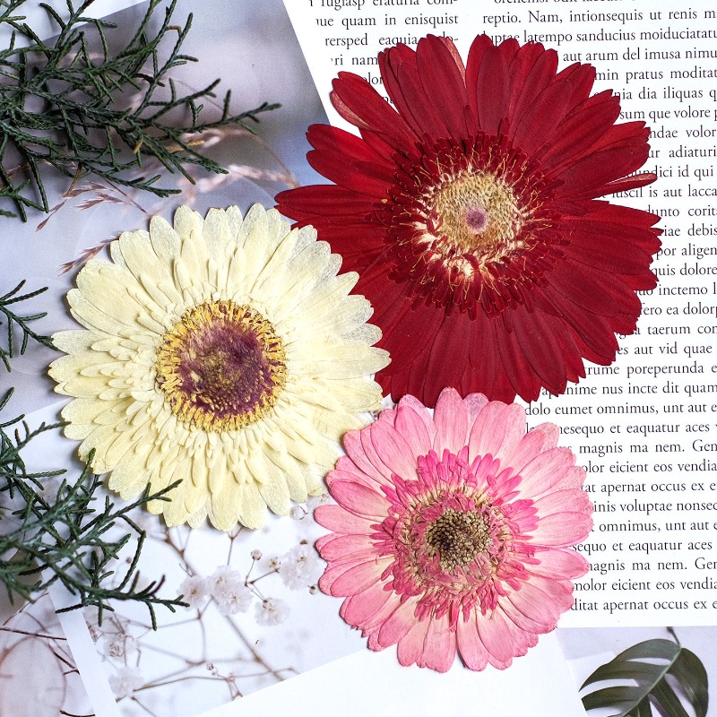 1pcs/7-9cm,Pressed Gerbera Dri - Dried Flower Bouquet recension och pris