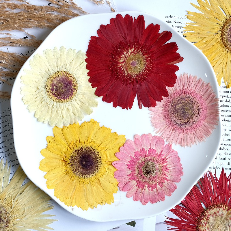1pcs/7-9cm,Pressed Gerbera Dri - Dried Flower Bouquet recension och pris