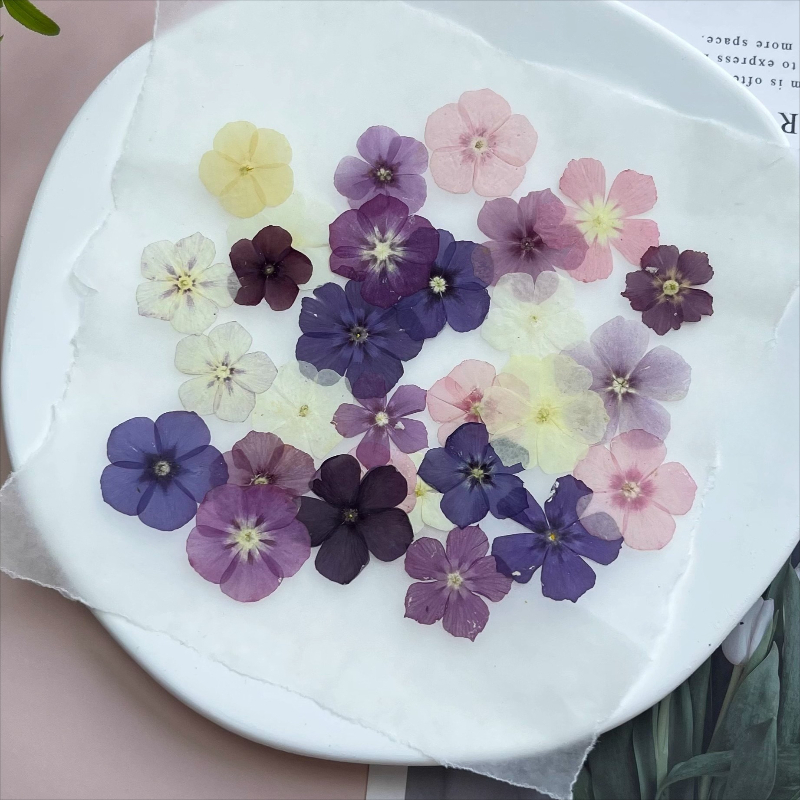 12pcs,Semi-Transparent Niche P - Dried Flower Bouquet recension och pris