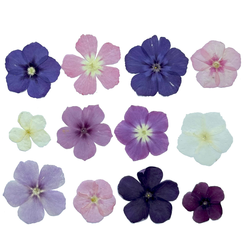 12pcs,Semi-Transparent Niche P - Dried Flower Bouquet recension och pris