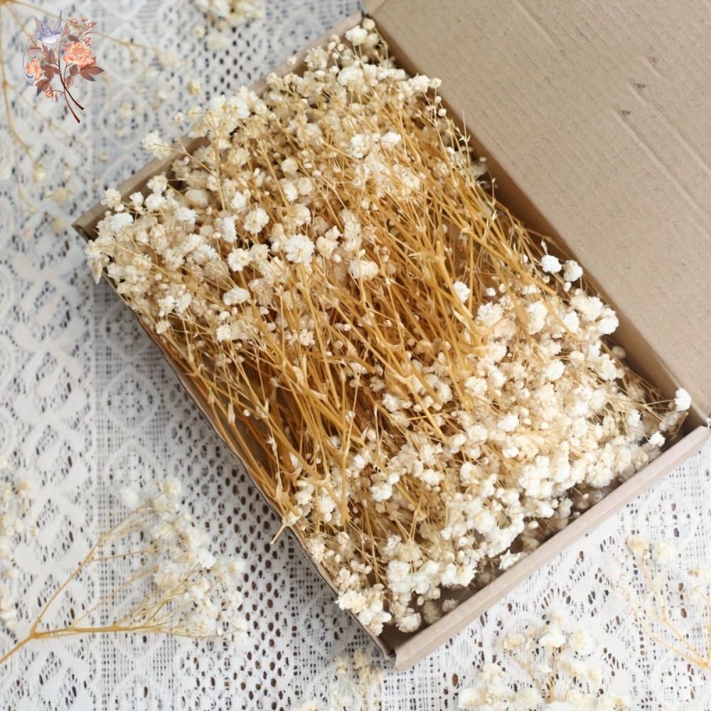 100pcs Mini Dried Baby's Breat - Dried Flower Bouquet recension och pris
